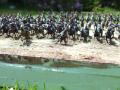 Charge des Cuirassiers Empire 1/72